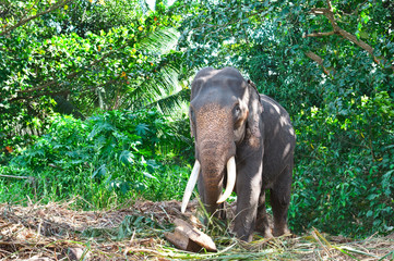 Obraz premium Asian elephant with tusks in the forest. Country Of Sri Lanka