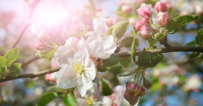 Flowers of an apple tree in the rays of a bright sun. Shallow depth of field. Focus on the front flowers. Wide photo.