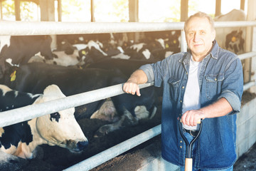 Portrait of man who is standing near cows