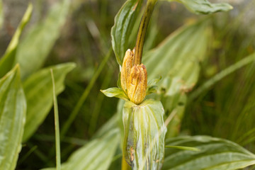 Great yellow gentian, Gentiana lutea