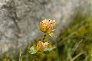 Great yellow gentian, Gentiana lutea