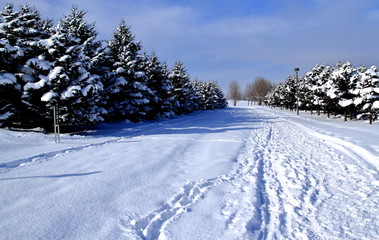 Sapporo winter sunny day landscape