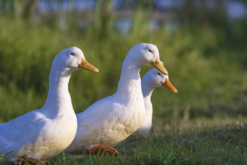 Naklejka na ściany i meble three white ducks on the pond covered with green grass go to the farm