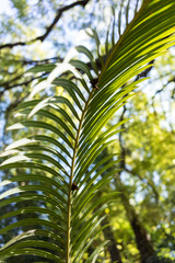 Obraz na płótnie Canvas lepidozamia peroffskaya palm leaf structure from australia