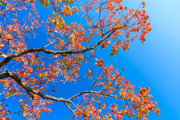 紅葉と秋の空