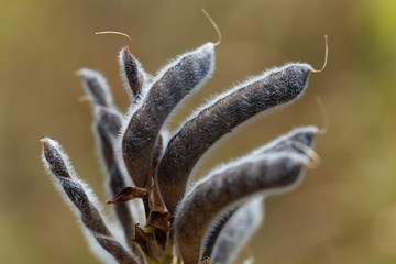 Seeds of a narrow leaved lupin