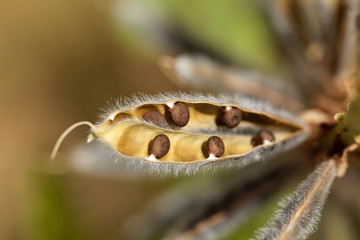 Seeds of a narrow leaved lupin