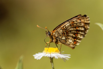 Heath fritillary (Melitaea athalia)