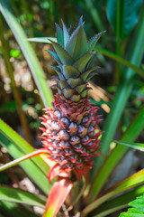 Obraz premium Pineapple grows on a plantation
