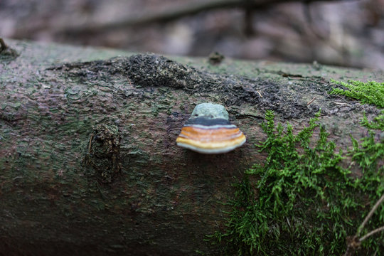 mushroom with mold growing on tree trunk