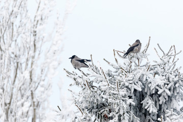 Jackdaws sitting in a spruce tree with frost in the winter