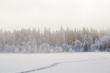 Footprints in the snow heading towards the forest