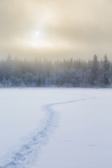 Wintry landscape view with tracks in the snow to the forest
