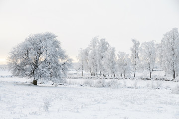 Trees with frost in a winter landscape