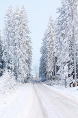 Winter landscape with a dirt road in a coniferous forest