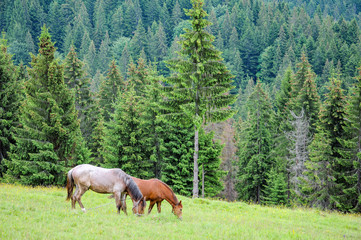 Horses graze on pasture on Carpathian mountains meadow in summer
