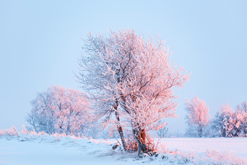 Frost on trees in a field with snow at sunset