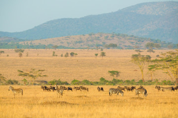 Fototapeta na wymiar Herds of wild animals grazing in Serengeti