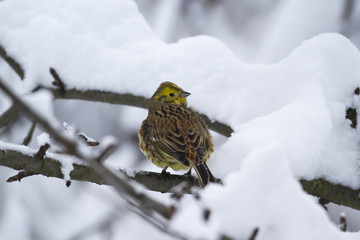  yellowhammer (Emberiza citrinella) 