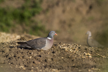  common wood pigeon (Columba palumbus) 