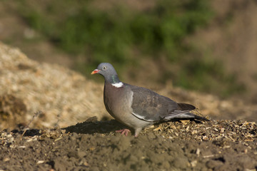  common wood pigeon (Columba palumbus) 