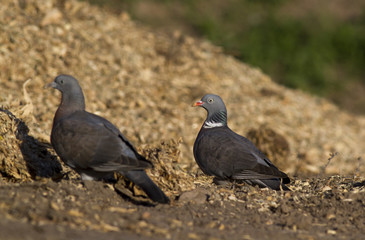  common wood pigeon (Columba palumbus) 