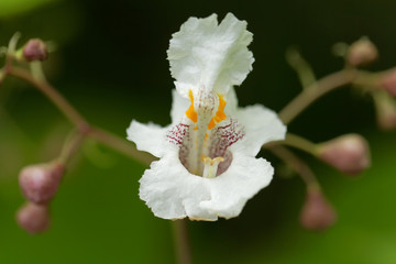 Flower of a Southern Catalpa tree
