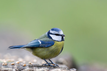Blaumeise (Cyanistes caeruleus) im Naturschutzgebiet Mönchbruch bei Frankfurt, Deutschland.