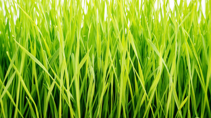 close up of wheatgrass plant for a background.