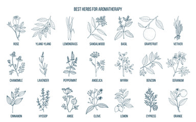 Best herbs for aromatherapy - obrazy, fototapety, plakaty