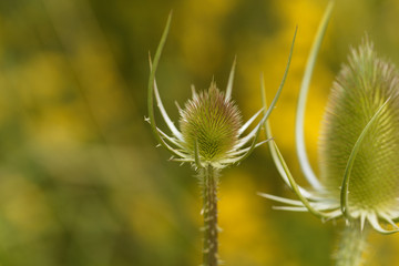 Wild teasel, Dipsacus fullonum