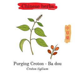 Medicinal herbs of China. Purging Croton © foxyliam