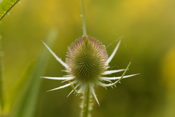 Inflorescence of a wild teasel, Dipsacus fullonum.