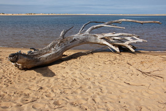 Treibholz am Strand in Marlo in Australien