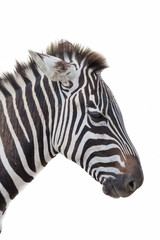 Fototapeta na wymiar zebra closeup portrait