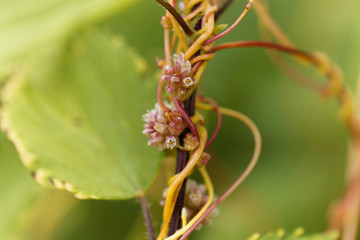 Greater dodder, Cuscuta europaea