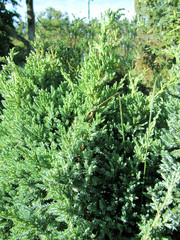Branches of juniper, the evergreen coniferous plant with needle-like leaves