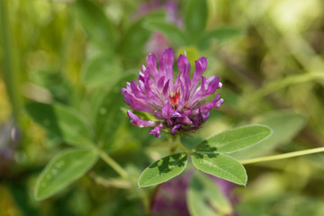 Red clover flower, Trifolium pratense