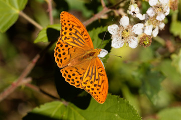 Silver washed fritillary butterfly (Argynnis paphia)