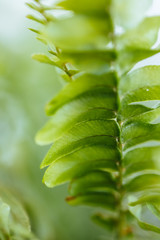 Macro of Green plant