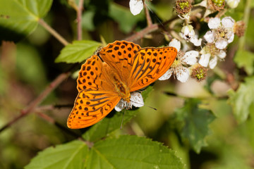 Silver washed fritillary butterfly (Argynnis paphia)