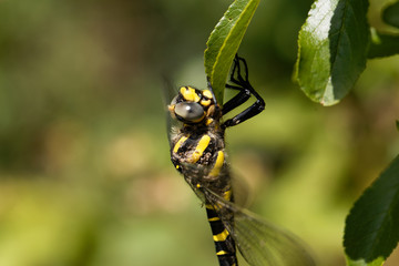 Golden ringed dragonfly (Cordulegaster boltonii)