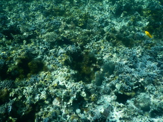 beautiful colorful coral reef in sea