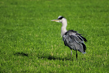 Heron shaking the water