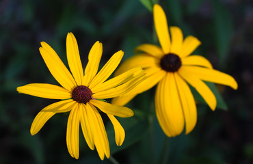 Spring yellow flowers