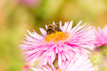 Bee on a pink aster flower