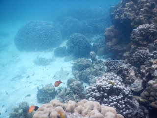beautiful colorful coral reef in sea