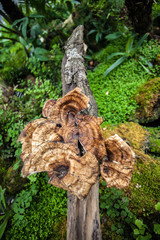 Flower garden in the heart of Northern part of Thailand showcasing natural life and preserved flowers. Beautiful elegance with its class