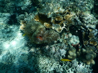 beautiful colorful coral reef in sea