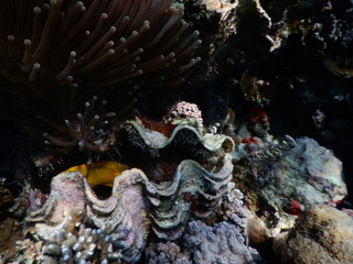 beautiful colorful coral reef in sea